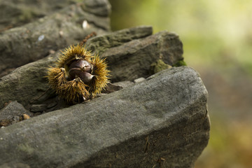 chestnuts autumn on leaf on forest background,