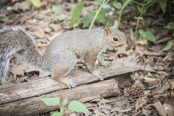 Eichhörnchen 