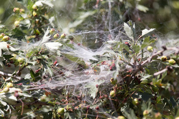 cobweb on the nature
