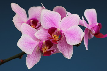 Orchidee, pink, Orchidaceae