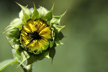 Knospe einer Sonnenblume