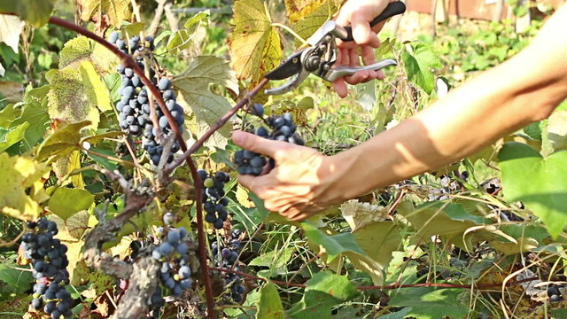 Young woman farmer picking red wine grapes in organic farm vineyard 