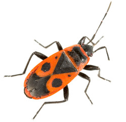 Red beetle on a white background. super macro