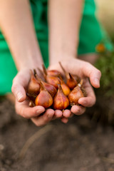 Gardener's hands holding tulip flower bulbs before planting.