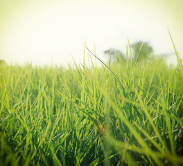 Fototapeta premium low angle view of fresh grass in the field. retro filtered 