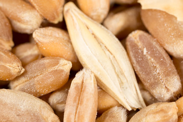 Obraz premium grain of wheat. super macro