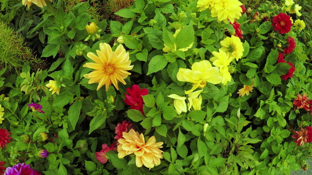 Flower Garden in city park
