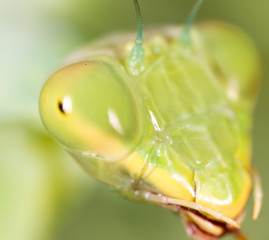portrait of a praying mantis. super macro