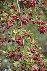 Fototapeta na wymiar Weißdorn - Rote Beeren am Baum