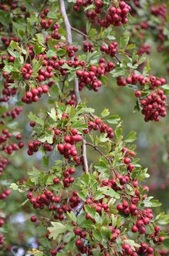 Wei&szlig;dorn - Rote Beeren am Baum