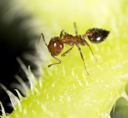 ant in nature. super macro
