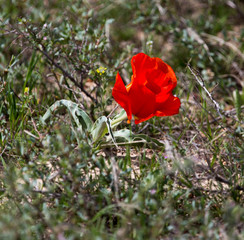 red tulip in nature