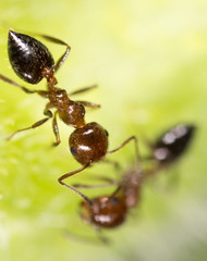 ant in nature. super macro