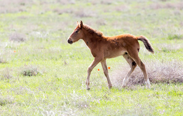 a horse in a pasture in nature