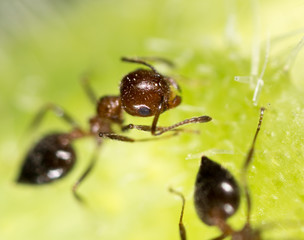 Fototapeta na wymiar ant in nature. super macro