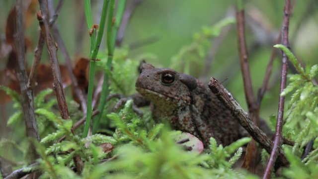Toad staying still in a forest