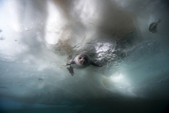 Russia, Lake Baikal, Baikal seal under water