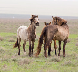 a horse in a pasture in nature