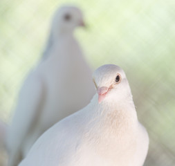beautiful white dove in nature