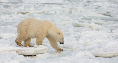 A polar bear on the tundra. Snow. Canada. An excellent illustration.