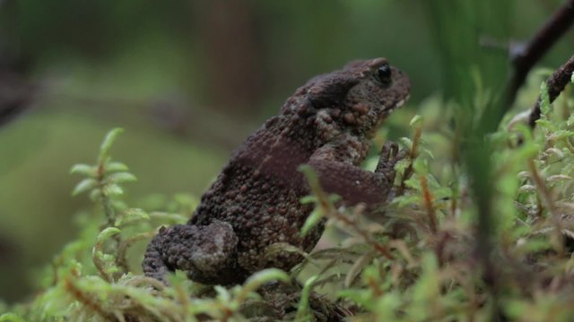 Toad turning around in a forest