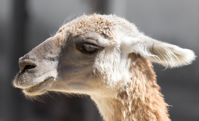 Portrait of a llama at the zoo © schankz