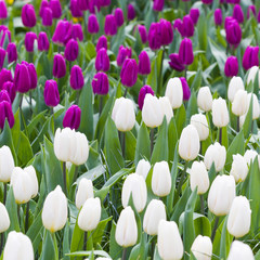 White and violet tulips