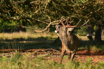 Red Deer, Deer, Cervus elaphus