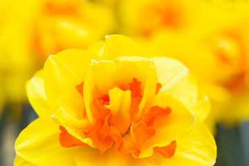 Yellow narcissus