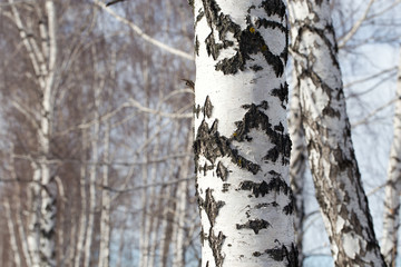 birch trunk in nature