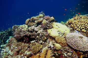Fototapeta na wymiar bunte korallen in aegypten urlaub