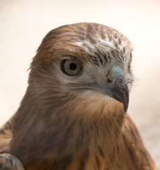 portrait of a hawk in the zoo