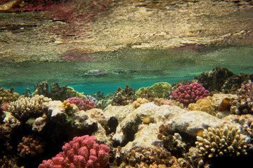 bunte korallen unter wasseroberflaeche