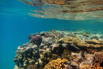 buntes korallenriff und abhang in die tiefe