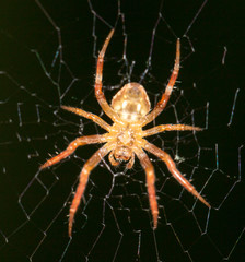 Spider on the web. close