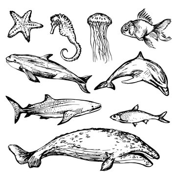 Hand drawn different types of sea animals
