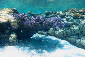grosse lila koralle