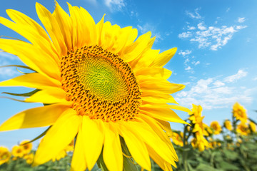 Fototapeta premium Beautiful landscape with sunflower field over cloudy blue sky.