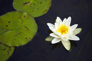 White lily floating on a dark water