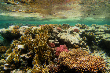 Fototapeta na wymiar schoenes korallenriff unter wasseroberflaeche