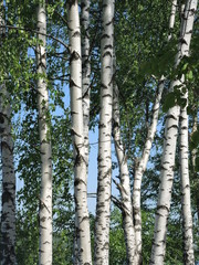 Fototapeta premium Russian birch