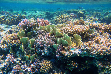 Naklejka na ściany i meble wunderschoene korallen im roten meer
