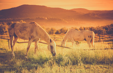 Wild horses on tuscan meadow