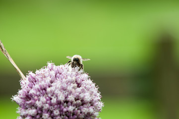 Bumble bee on a purple flower with blurred green background