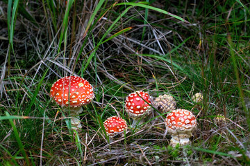 Toadstools