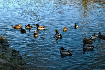 Ducks on river
