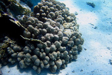 schoene helle koralle