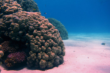 schoene korallen und weisser meeressand