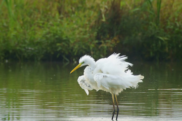 Airone bianco arruffato in primo piano su lago cerca di pescare