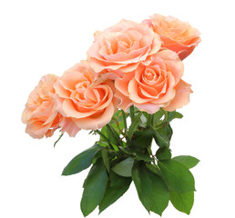 薔薇
